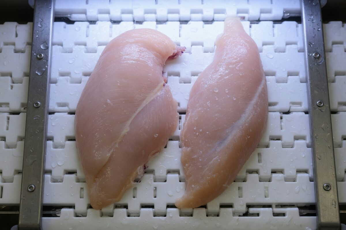 Two raw chicken breasts with no plastic on them